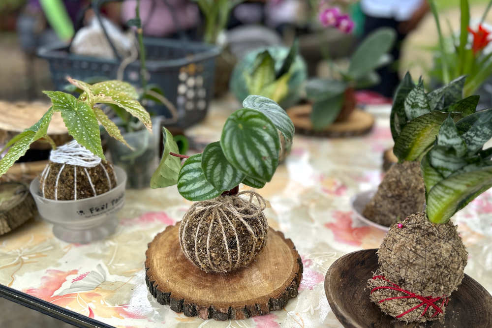 苔球PNG